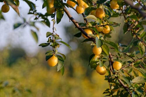 mirabelle, mirabelles, yellow, tree, nature, plum, garden, fructification, to bear fruit